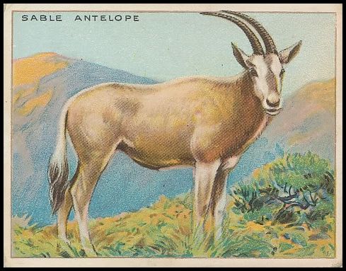64 Sable Antelope